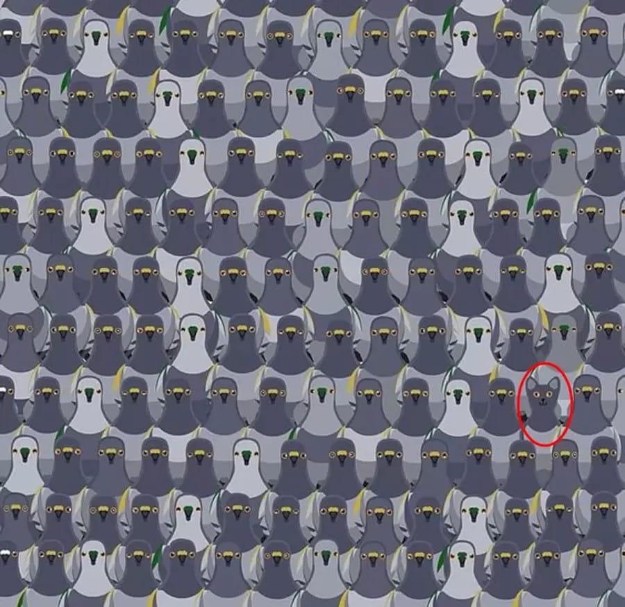 Illusioni ottiche per mettere alla prova i vostri occhi! Un gatto nascosto è in attesa di tendere un'imboscata ai piccioni. Riuscite a vedere il gatto in questa illusione ottica?