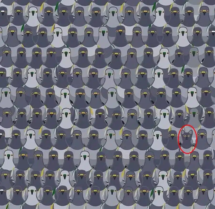 Illusioni ottiche per mettere alla prova i vostri occhi! Un gatto nascosto è in attesa di tendere un'imboscata ai piccioni. Riuscite a vedere il gatto in questa illusione ottica?