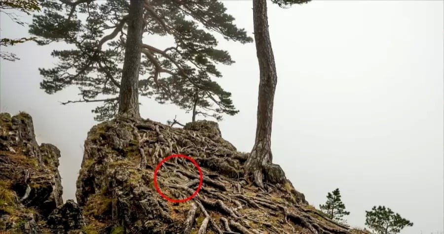 Illusione ottica: Se trovi il serpente in questa immagine entro 12 secondi, hai l'occhio dell'aquila