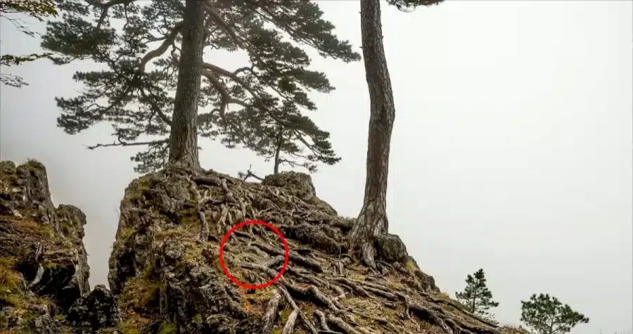 Illusione ottica: Se trovi il serpente in questa immagine entro 12 secondi, hai l'occhio dell'aquila