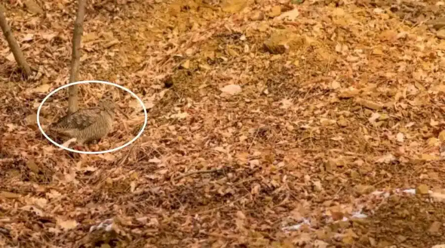 Illusione ottica: Bisogna guardare due volte per individuare l'uccello in questa immagine