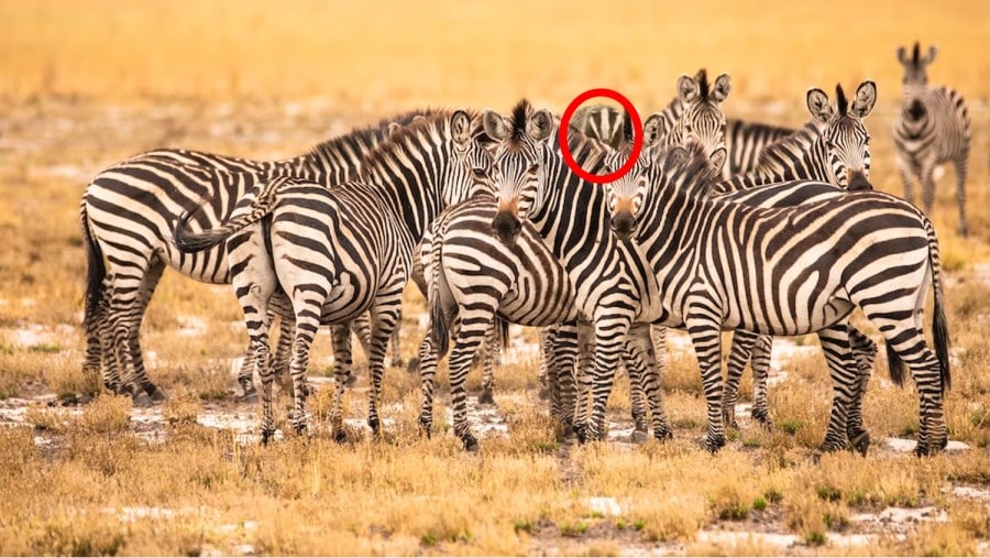 Questa illusione ottica metterà alla prova i vostri occhi! È un tasso? Saresti sorpreso di sapere dove si trovano i tassi in mezzo a queste zebre