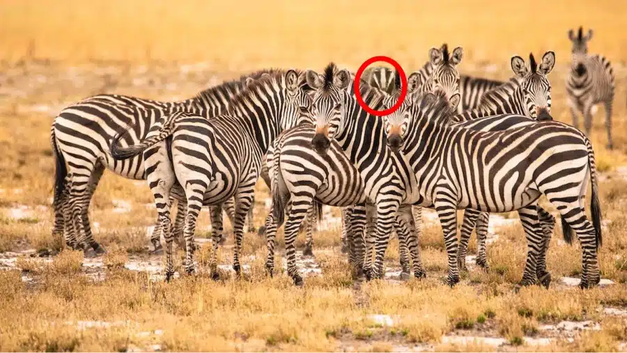 Questa illusione ottica metterà alla prova i vostri occhi! È un tasso? Saresti sorpreso di sapere dove si trovano i tassi in mezzo a queste zebre