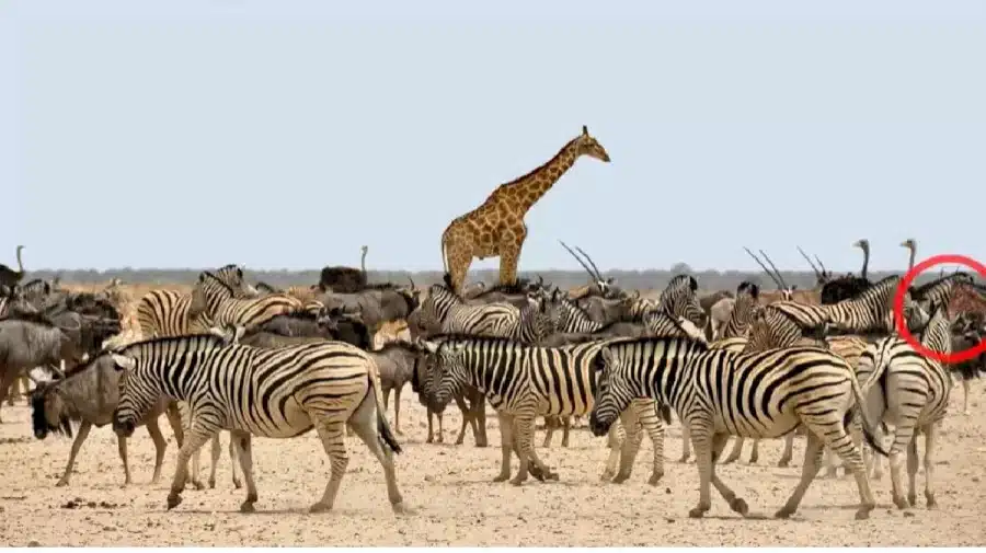 Illusione ottica - Riesci a trovare il cavallo nascosto tra le zebre in 22 secondi?