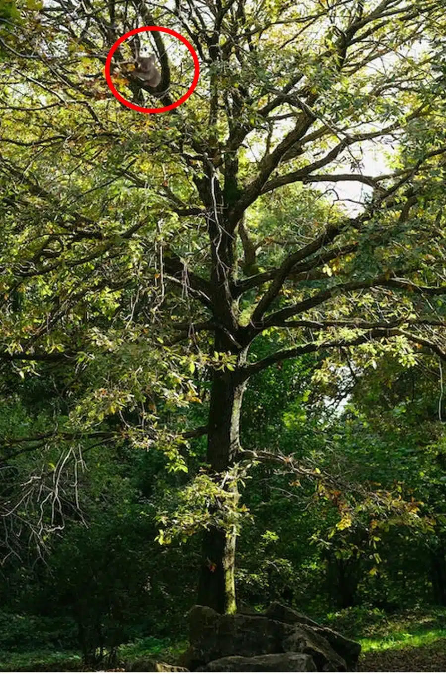 Illusione ottica: Riesci a trovare il koala in questa immagine di un albero in 10 secondi?