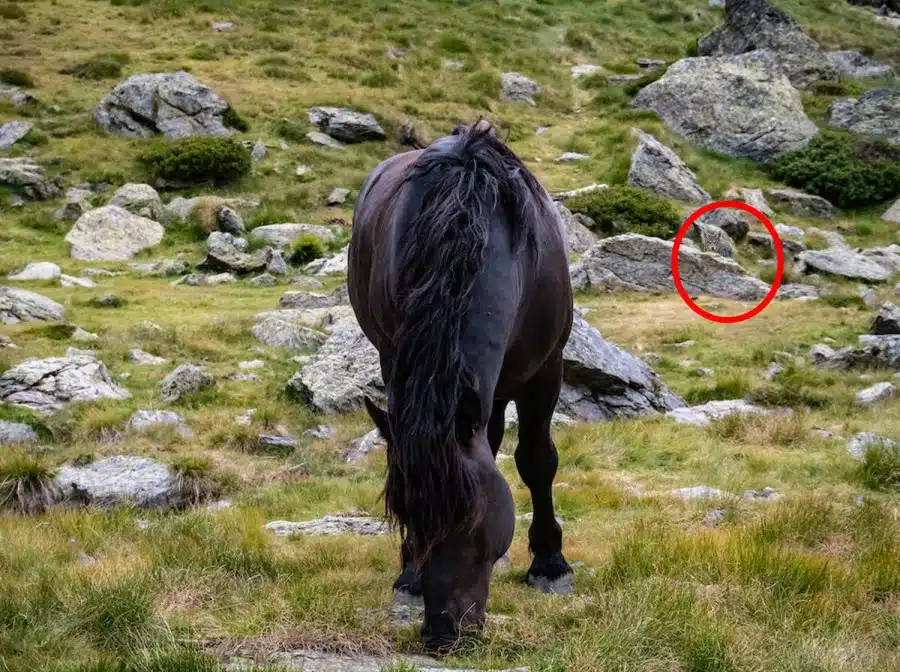 Illusione ottica: Il cavallo è inseguito da uno sciacallo. Riuscite a trovare lo sciacallo in 17 secondi?