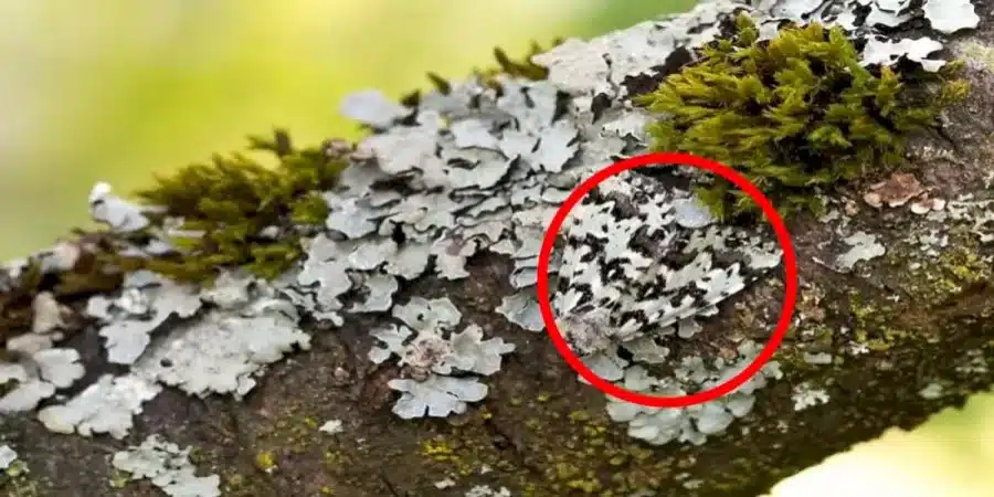Riesci a trovare la falena pepata in 7 secondi? Illusione ottica della falena pepata spiegata e soluzioni