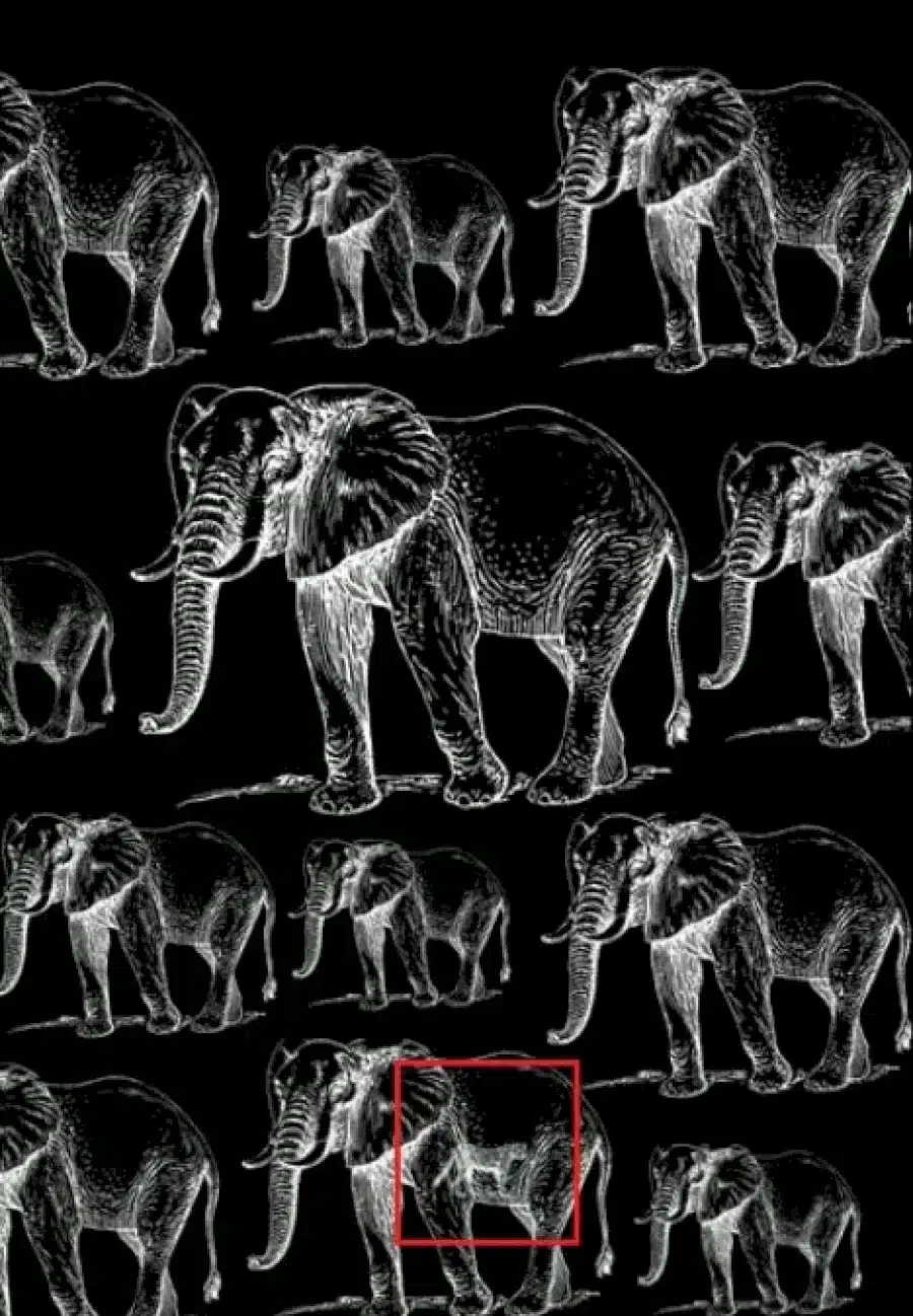 Illusione ottica: Riesci a trovare la tigre nascosta tra questi elefanti?