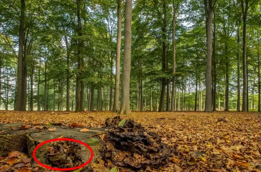 Test del QI sull'illusione ottica: Questa immagine nasconde un pericoloso serpente a sonagli. Riuscite a catturarlo in 15 secondi?