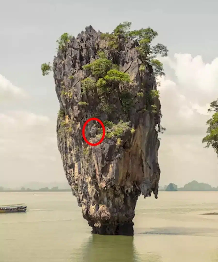 Illusione ottica: Riesci a vedere l'aquila calva in questa immagine in 16 secondi?