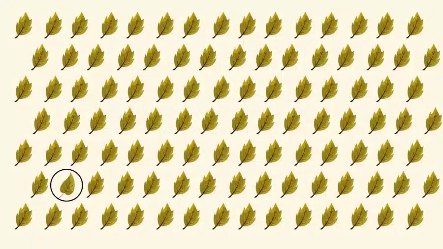 Test di visione per illusioni ottiche: Metti alla prova la tua vista cercando di individuare strane foglie in 19 secondi