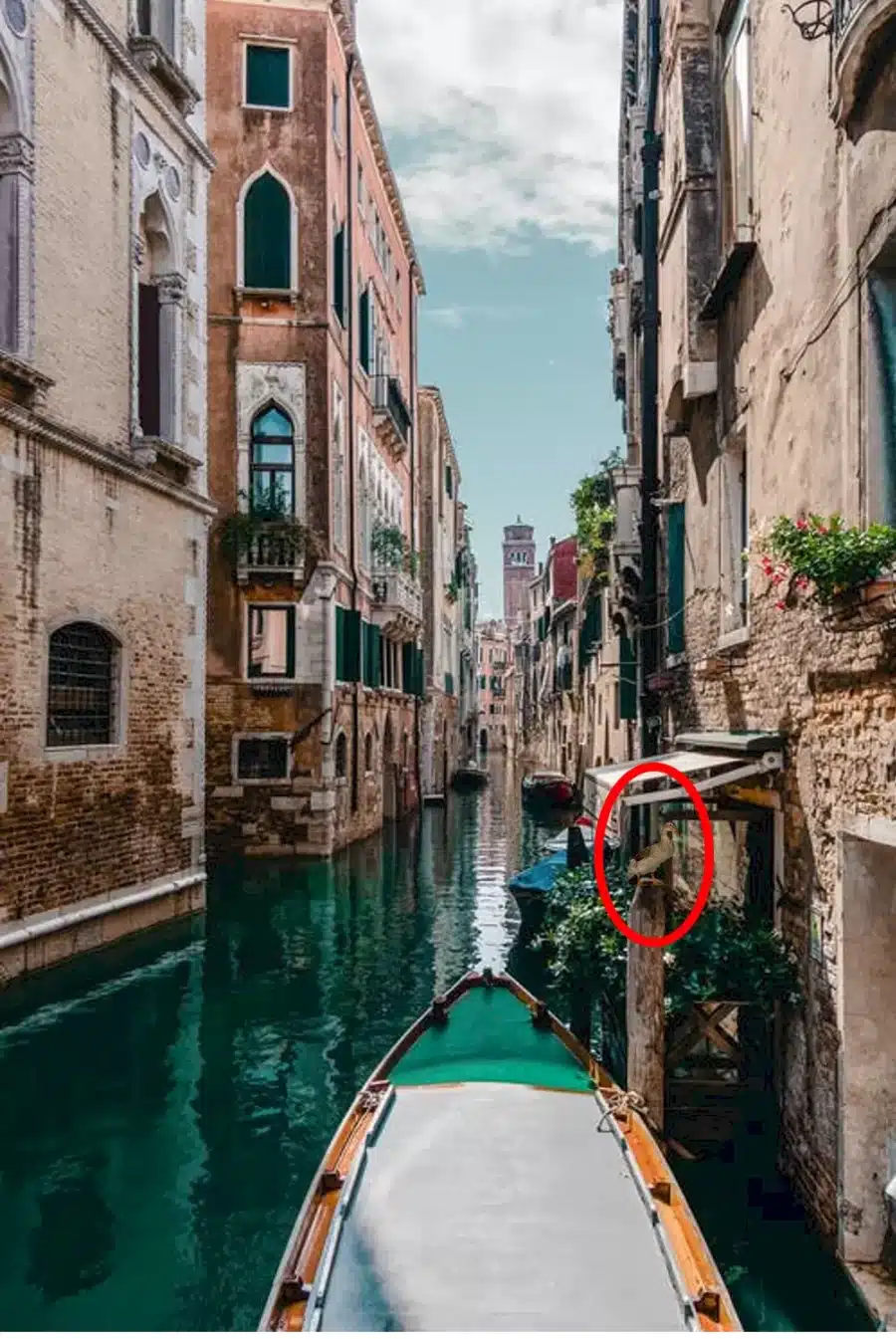 Illusione ottica della ricerca dell'anatra: Hai 11 secondi per trovare l'anatra in questa foto. Il tuo tempo inizia ora!