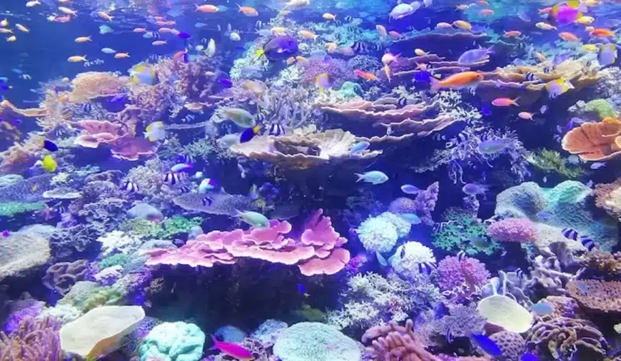 Illusione ottica Trova e cerca: Trovare il cavalluccio marino in questo pesce sottomarino non è facile. Volete provare?