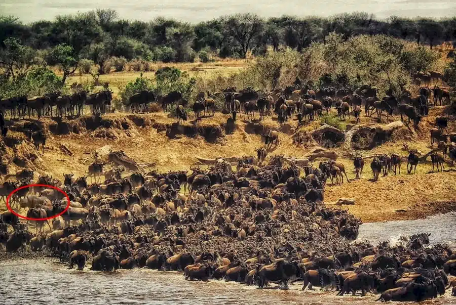 È il momento di mettere alla prova la vostra vista! Cercate di individuare il rinoceronte tra gli gnu in questa illusione ottica in 25 secondi