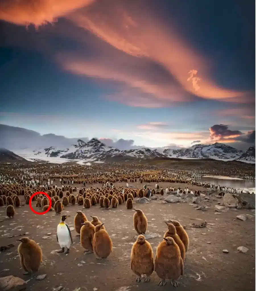 Illusione ottica: non tutti sono pinguini. C'è un piccolo orso che si nasconde tra loro. L'avete visto?