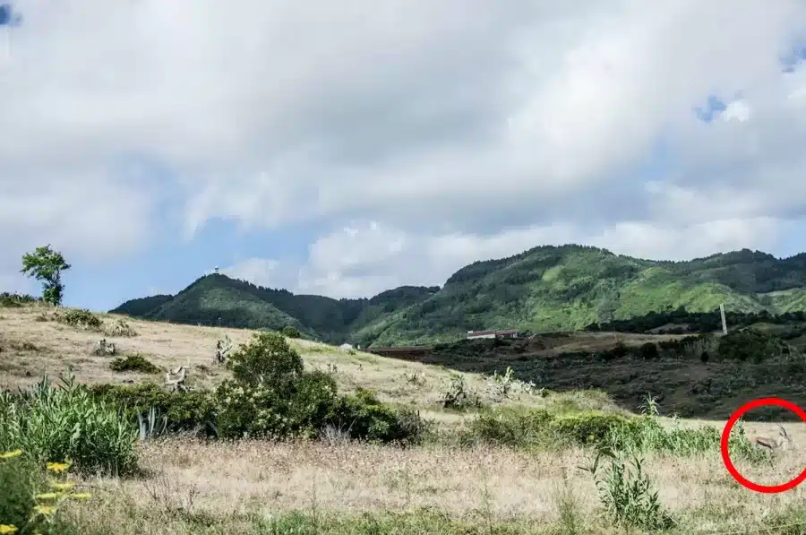 Test di visione con illusione ottica: Solo il 15% delle persone riesce a riconoscere la gazzella sulla cima di questa montagna entro 15 secondi. Voi ci riuscite?