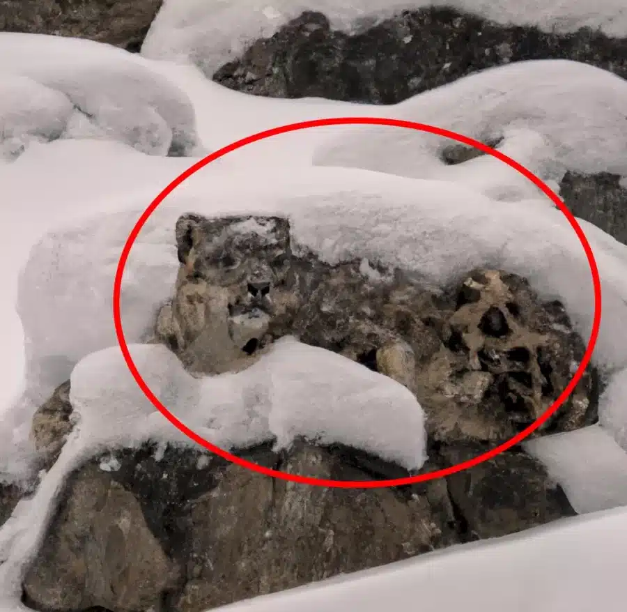 È un leopardo delle nevi? Lo vedete in questa illusione ottica della montagna innevata?
