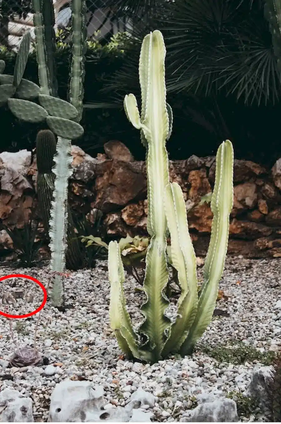 Illusione ottica del granchio: Riesci a trovare il granchio in questa immagine in 15 secondi?