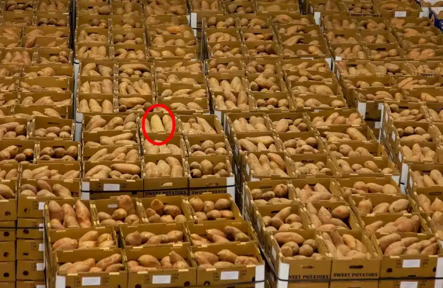 Illusione ottica della ricerca del mais: Trova il mais in queste patate in 16 secondi