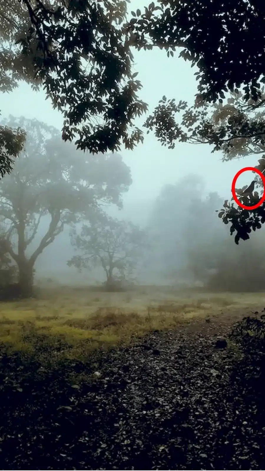 Test di illusione ottica: Solo le persone con occhi acuti possono trovare il corvo su questo albero entro 15 secondi. Ci riuscite?