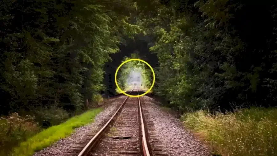 Riesci a trovare l'animale nascosto in 10 secondi? Illusioni ottiche Spiegazioni e soluzioni
