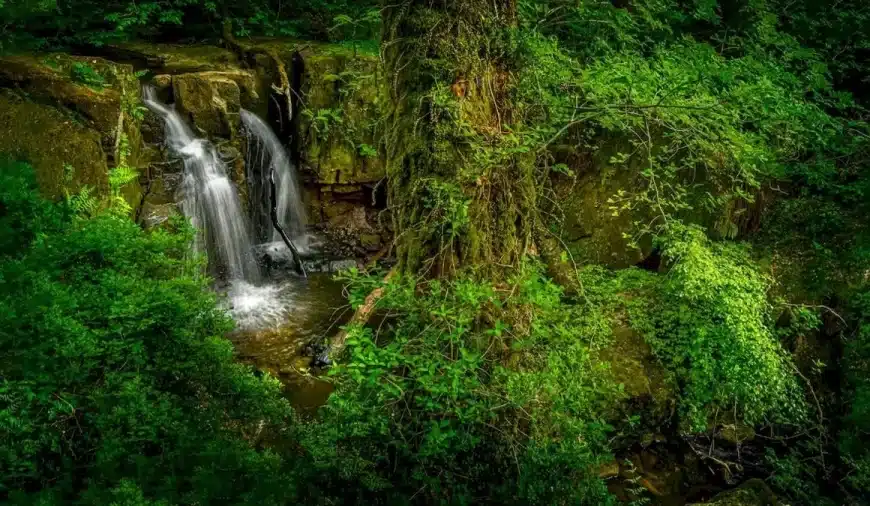 Illusione ottica della tigre: Bisogna avere occhi d’aquila per individuare la tigre in questa immagine di muri d’acqua