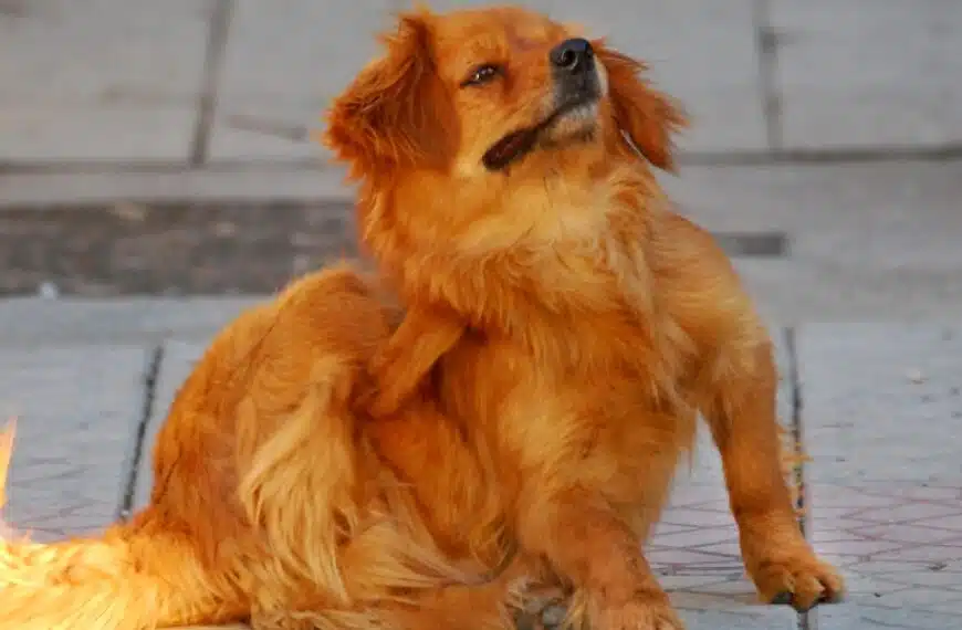 Quali sono i rimedi naturali per proteggere il cane da pulci e zecche?