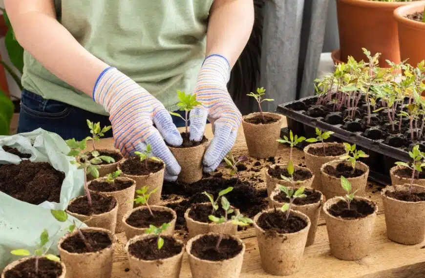 Conviene piantare subito i cespugli di lamponi in vaso? Ecco la risposta!