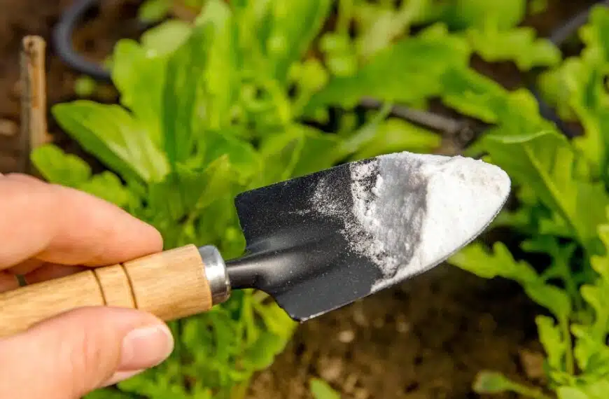 Scoprite tutti gli usi pratici del bicarbonato in giardino!