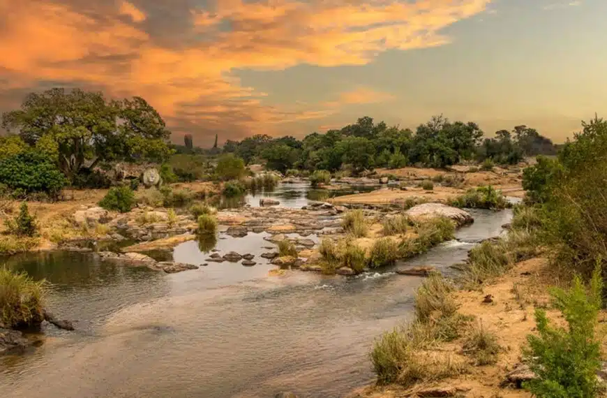 Test visivo: quanto velocemente riuscite a individuare il leone nascosto nella savana?