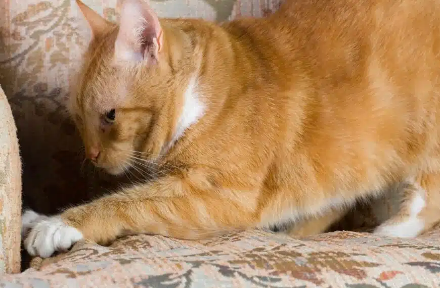 Come posso evitare che il mio gatto graffi i mobili?