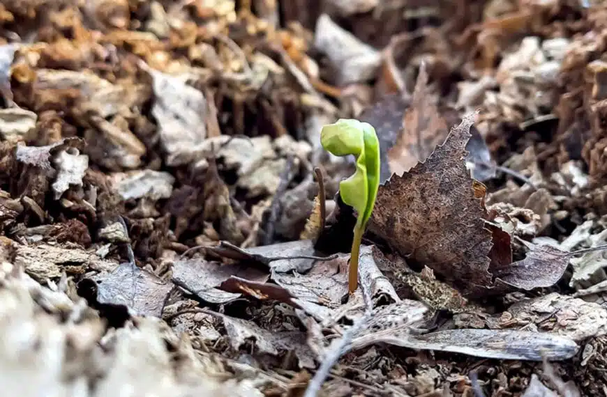 Test di percezione visiva: riuscite a individuare la rana nascosta in questa immagine?