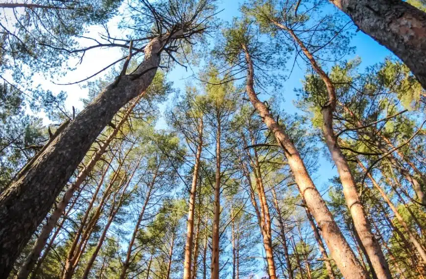 Quali conifere prosperano all’ombra? 5 alberi e arbusti senza sole per un giardino verde tutto l’anno