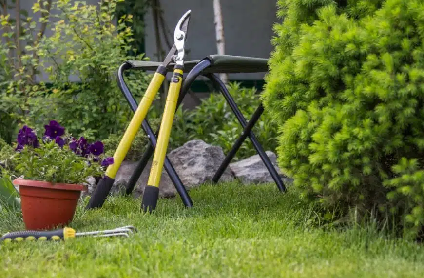 Come prendersi cura del giardino in inverno? Quali azioni di manutenzione dovresti intraprendere a gennaio e febbraio?