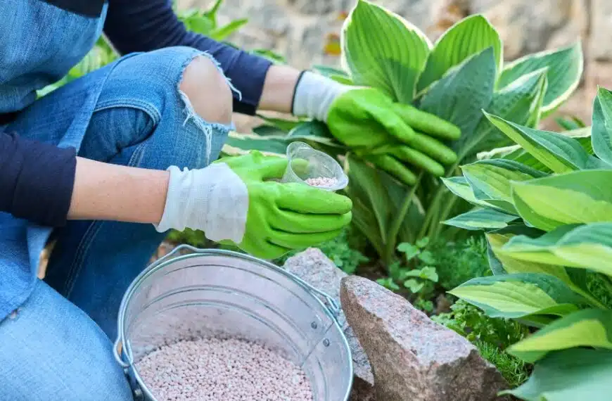 Consigli per concimare le piante in inverno: quale fertilizzante e come utilizzarlo?