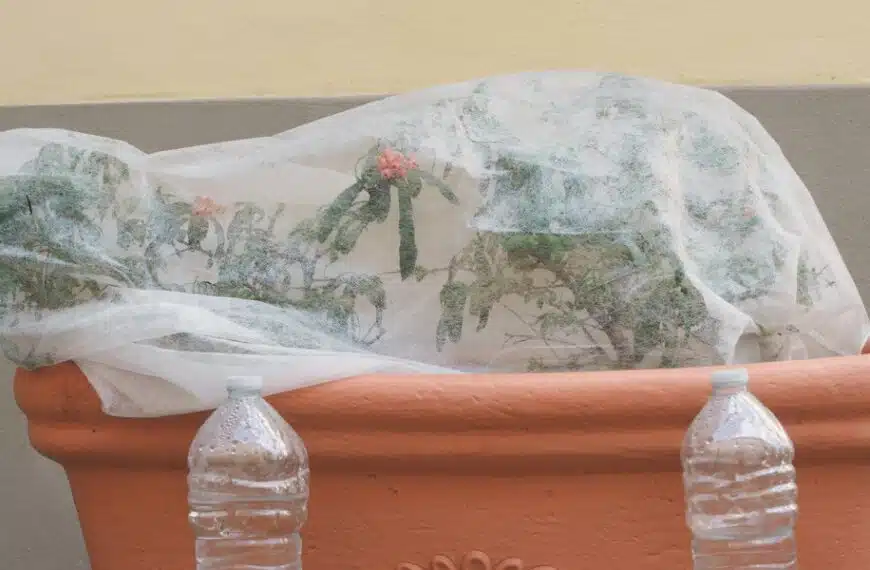 Consigli per tenere al caldo le piante in vaso: padroneggiare le tecniche di copertura invernale