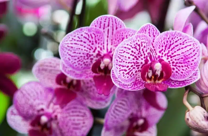 Perché è una buona idea mettere l’aglio sulle orchidee?