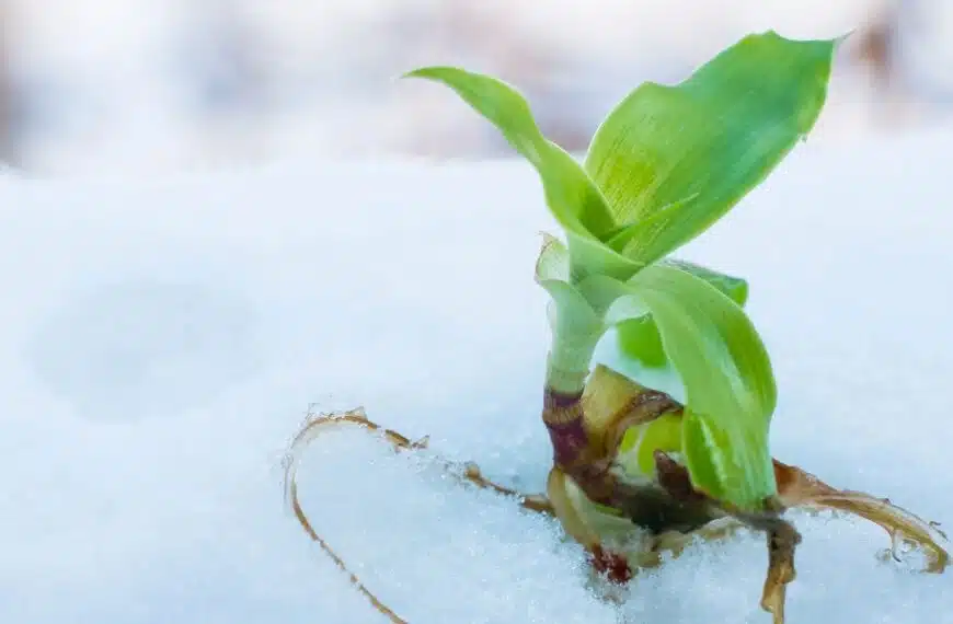 Prevenire il gelo delle radici: strategie efficaci di irrigazione invernale