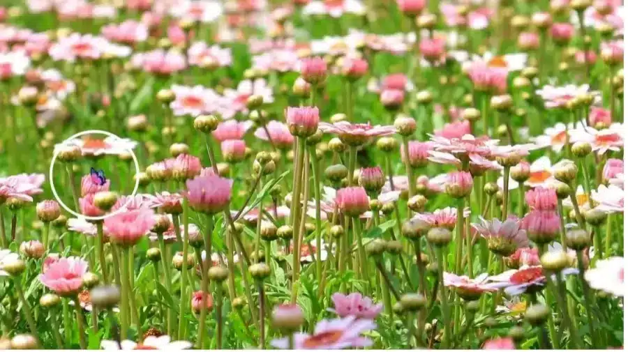 C'è una farfalla nascosta tra questi fiori. La vedete in questa illusione ottica?