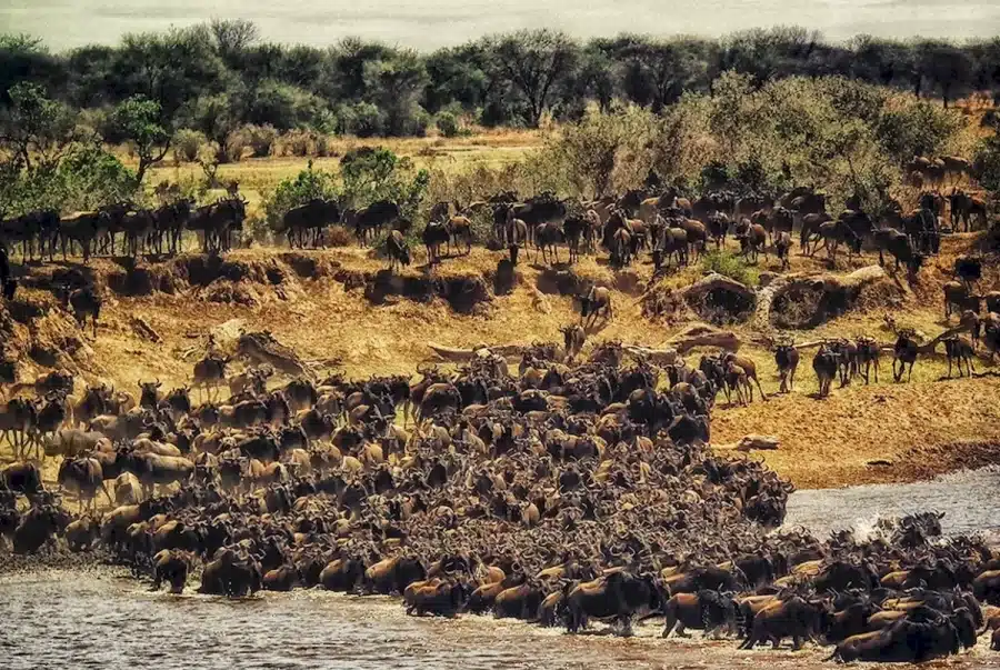 È il momento di mettere alla prova la vostra vista! Cercate di individuare il rinoceronte tra gli gnu in questa illusione ottica in 25 secondi