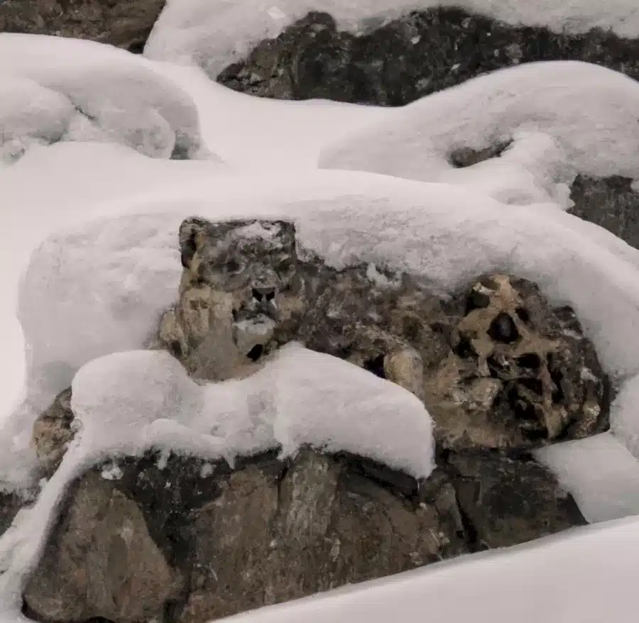 È un leopardo delle nevi? Lo vedete in questa illusione ottica della montagna innevata?