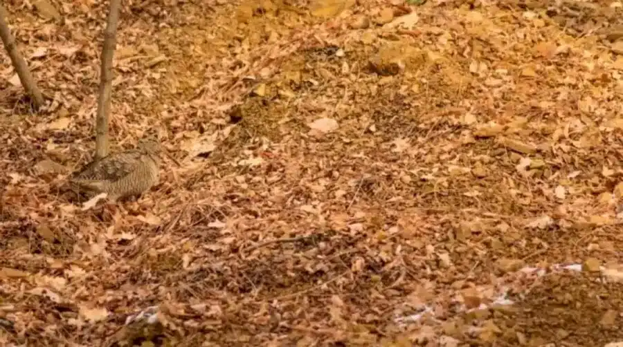 Illusione ottica: Bisogna guardare due volte per individuare l'uccello in questa immagine