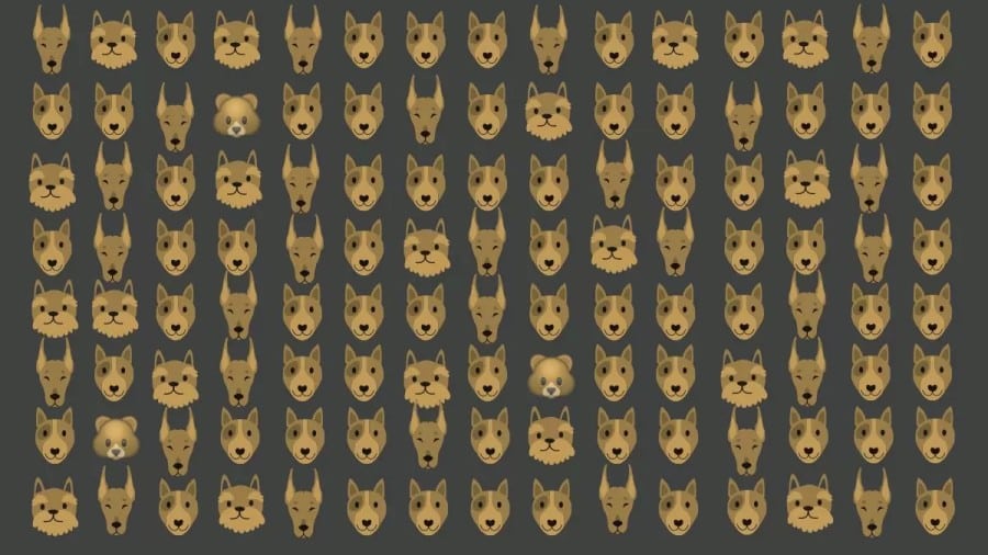 Illusione ottica: Riesci a individuare 3 orsi tra questi cani in 20 secondi? Solo poche persone ci riescono!