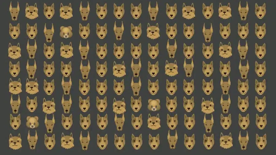 Illusione ottica: Riesci a individuare 3 orsi tra questi cani in 20 secondi? Solo poche persone ci riescono!