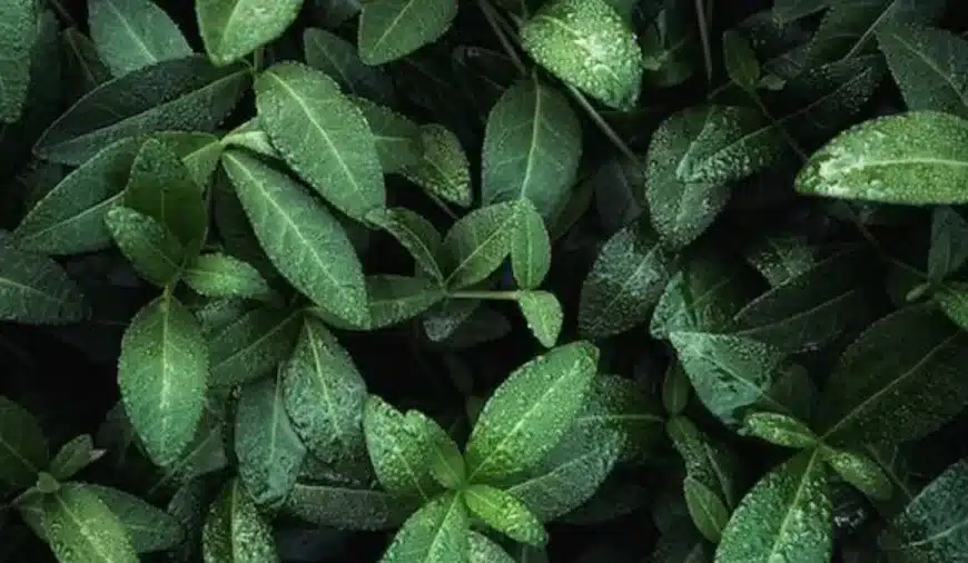 Illusione ottica: Non avvicinarti! Tra queste foglie si nasconde un pericoloso mamba verde. Riuscite a catturarlo entro 12 secondi?