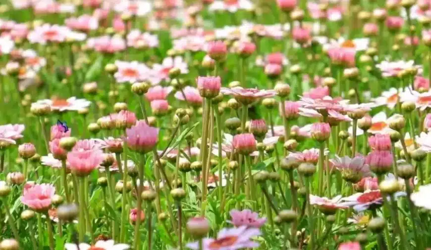 Illusione ottica: Quello che vedi sono solo fiori, ma c’è una farfalla?