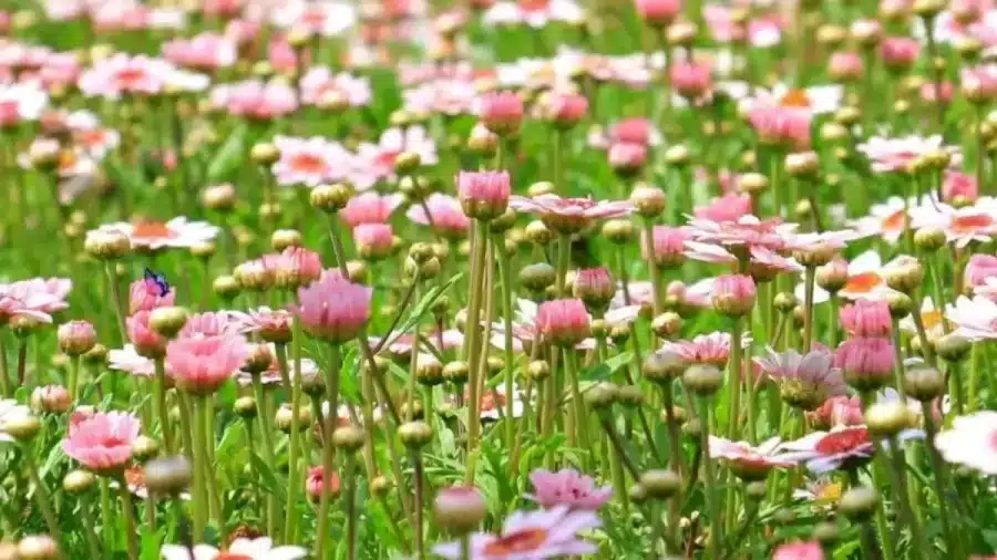 Illusione ottica: Tutto ciò che vedi sono fiori, ma le farfalle?