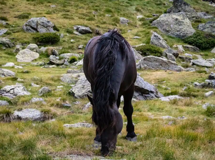 Illusione ottica: Il cavallo è inseguito da uno sciacallo. Riuscite a trovare lo sciacallo in 17 secondi?