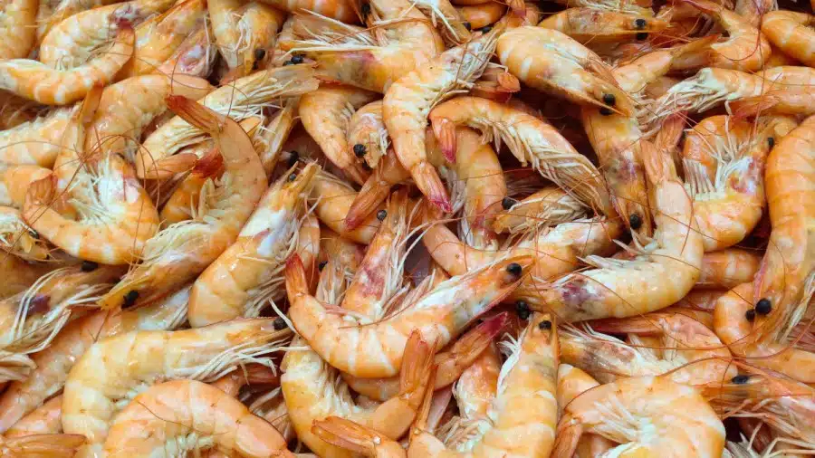 Illusione ottica: Riesci a trovare il pesce stella nascosto in 10 secondi?