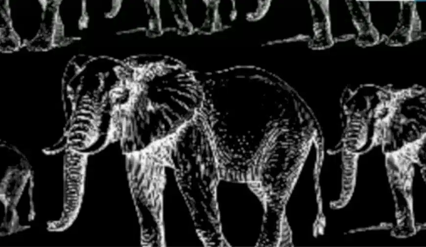 Illusione ottica: Riesci a trovare la tigre nascosta tra questi elefanti?